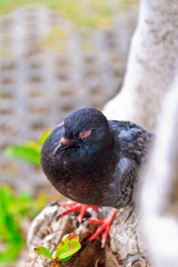 Pigeon