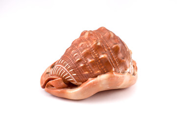 One  trumpet shell on the white background