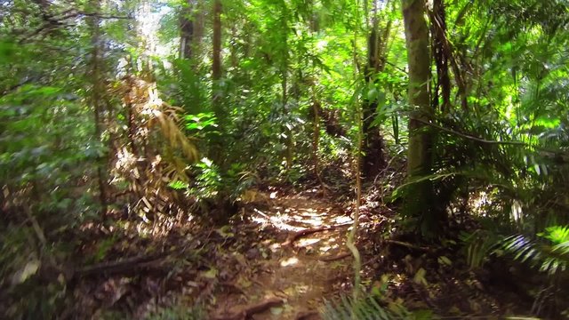 Fast running along a narrow path in the jungle