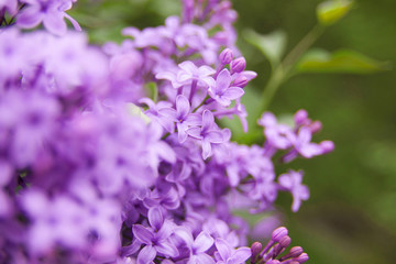 Lilac flower