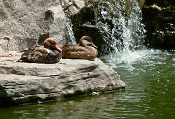 Two duck have a rest on the rock