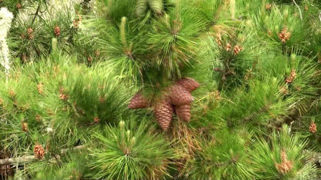 Cones on the pine branch