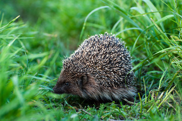 Hedgehog on nature in summer