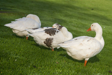 domestic geese resting on grassy meadow