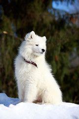 Samoyed puppy in winter