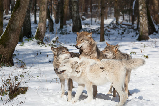 timber wolf pack in winter forest
