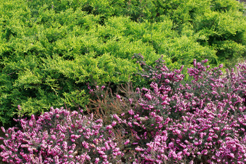 erica fiorita e Chamaecyparys filifera