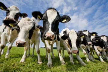 Fotobehang kudde nieuwsgierige koeien © picture.jacker