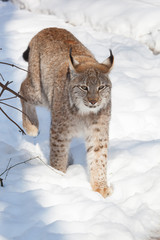 lynx in snow