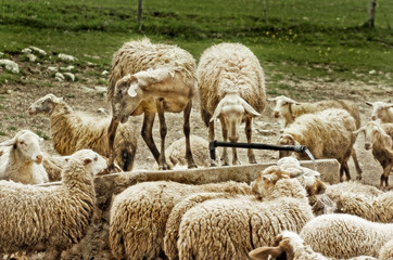Pecore alla fonte d'acqua - thirsty sheep