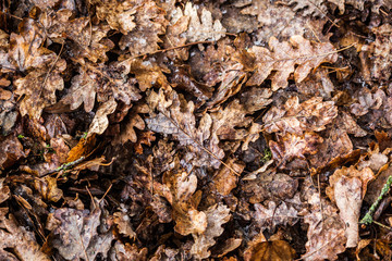 Leaves bed