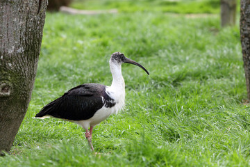 Naklejka premium Straw-necked Ibis, Threskiornis spinicollis