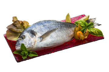 Fresh raw dorada