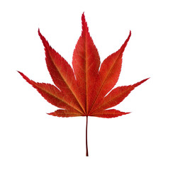 Leaf of maple tree on white background