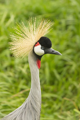 Fototapeta premium Grey Crowned Crane