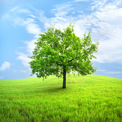 Fototapeta na wymiar Drzewo w polu