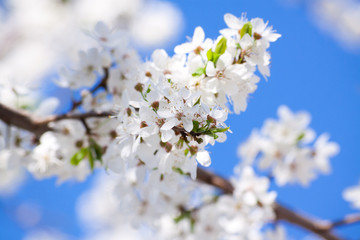 Fototapeta na wymiar Bunches of cherry blossom