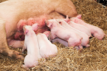 Piglets