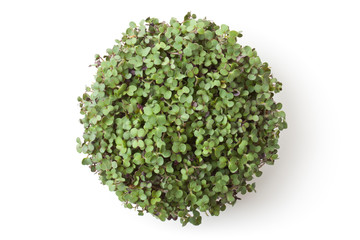Pot with newborn sprouts of radish. Top view.