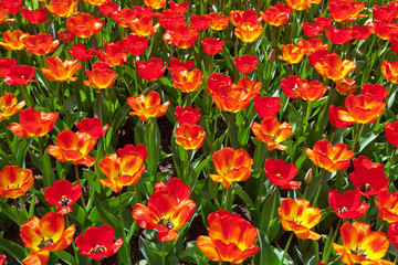 Field of red tulips top view. Spring.