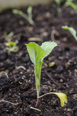 Seedling of kohlrabi