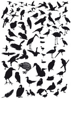 Obraz na płótnie Canvas Oiseaux