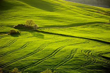 Countryside, San Quirico d`Orcia , Tuscany, Italy