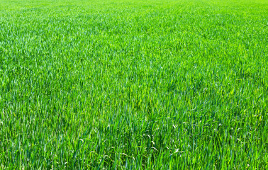 Green grass background texture
