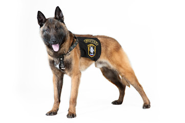 Belgian Shepherd Dog isolated on white