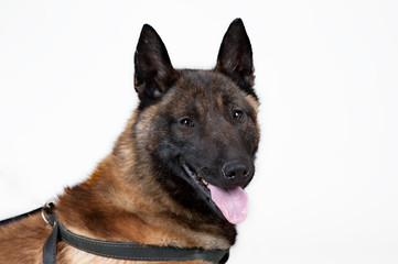 Belgian Shepherd Dog isolated on white