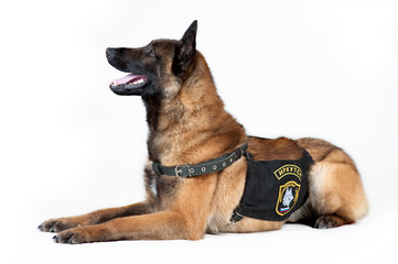 Belgian Shepherd Dog isolated on white