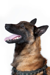 Belgian Shepherd Dog isolated on white