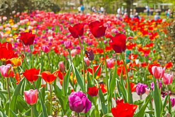 Colorful spring tulip garden with tourists in the background. Ke