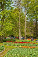 Plakat Flower garden in spring with tourists. Keukenhof. Lisse.