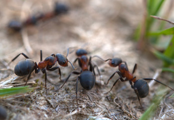 red ants