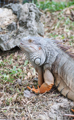 Obraz premium iguana reptile on the ground