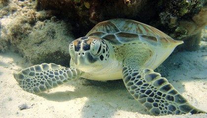 resting green sea turtle