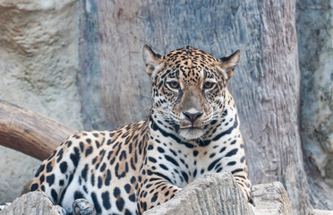 Staring of leopard