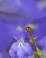 Ladybug on garden lobelia, beautiful summer photo