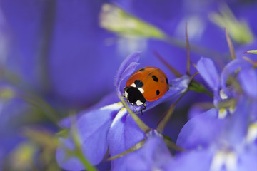 Ladybug on garden lobelia, beautiful summer photo
