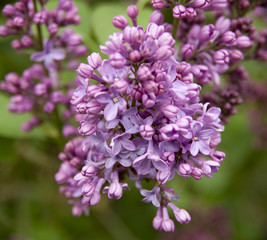 gros plan sur une fleur de lilas