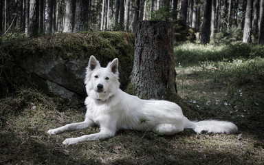 White swiss shepherd in the forest