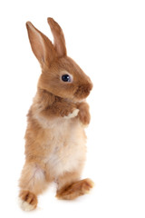 young rabbit