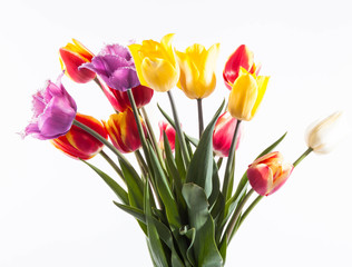 Fototapeta premium Tulips