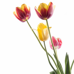 Obraz premium Tulips