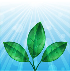 leaves of green color and sunbeams on a blue  background