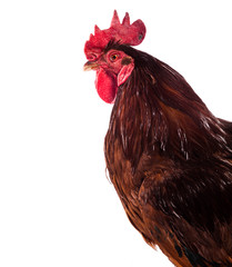 Colorful Rooster Isolated On White