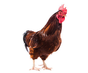 Colorful Rooster Isolated On White