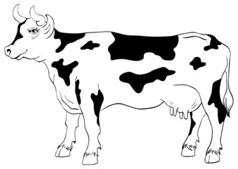 cow isolated on a white background