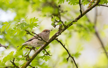 Oiseau Rossignol philomèle avec chenilles